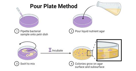 protocol plate|pouring agar plates protocol.